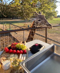 Snack with the Giraffes