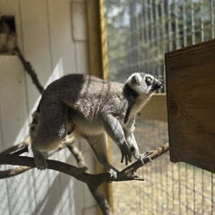 Ring Tail Lemur Encounter
