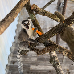 Ring Tail Lemur Encounter