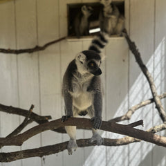 Ring Tail Lemur Encounter
