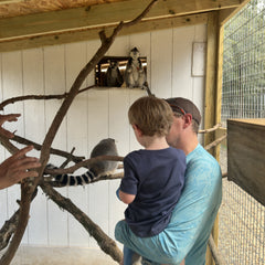 Ring Tail Lemur Encounter