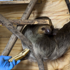Sloth Encounter