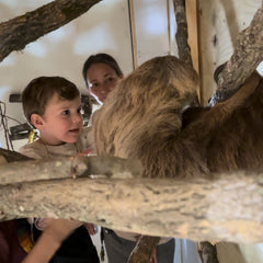 Sloth Encounter