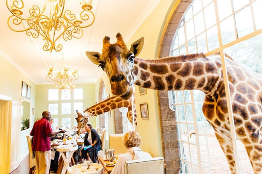 Why Giraffe Safari Villa Is the Ultimate Destination for Unique Wildlife Getaways and Adventures