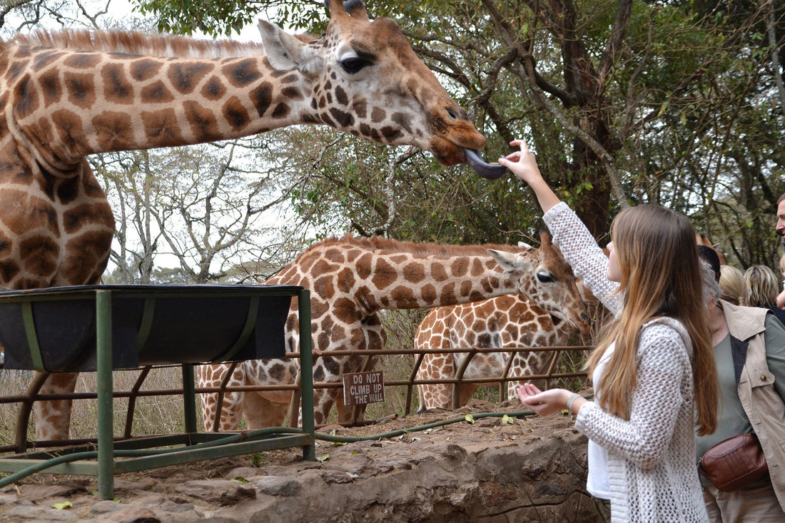 This Giraffe Feeding Restaurant Lets You Enjoy Delicious Food With Towering Guests at Your Table