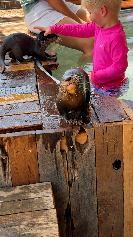 Otter Splash Experience