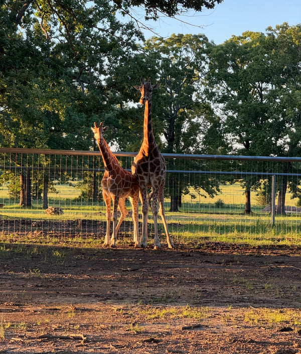 Safari Image 1