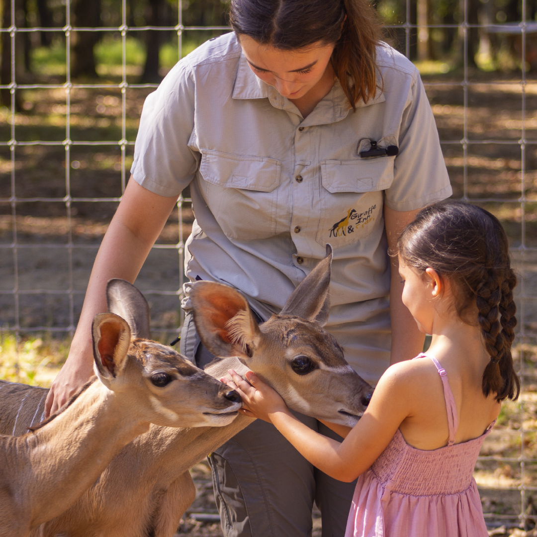 StayOn a Working Giraffe Farm with Room to Roam