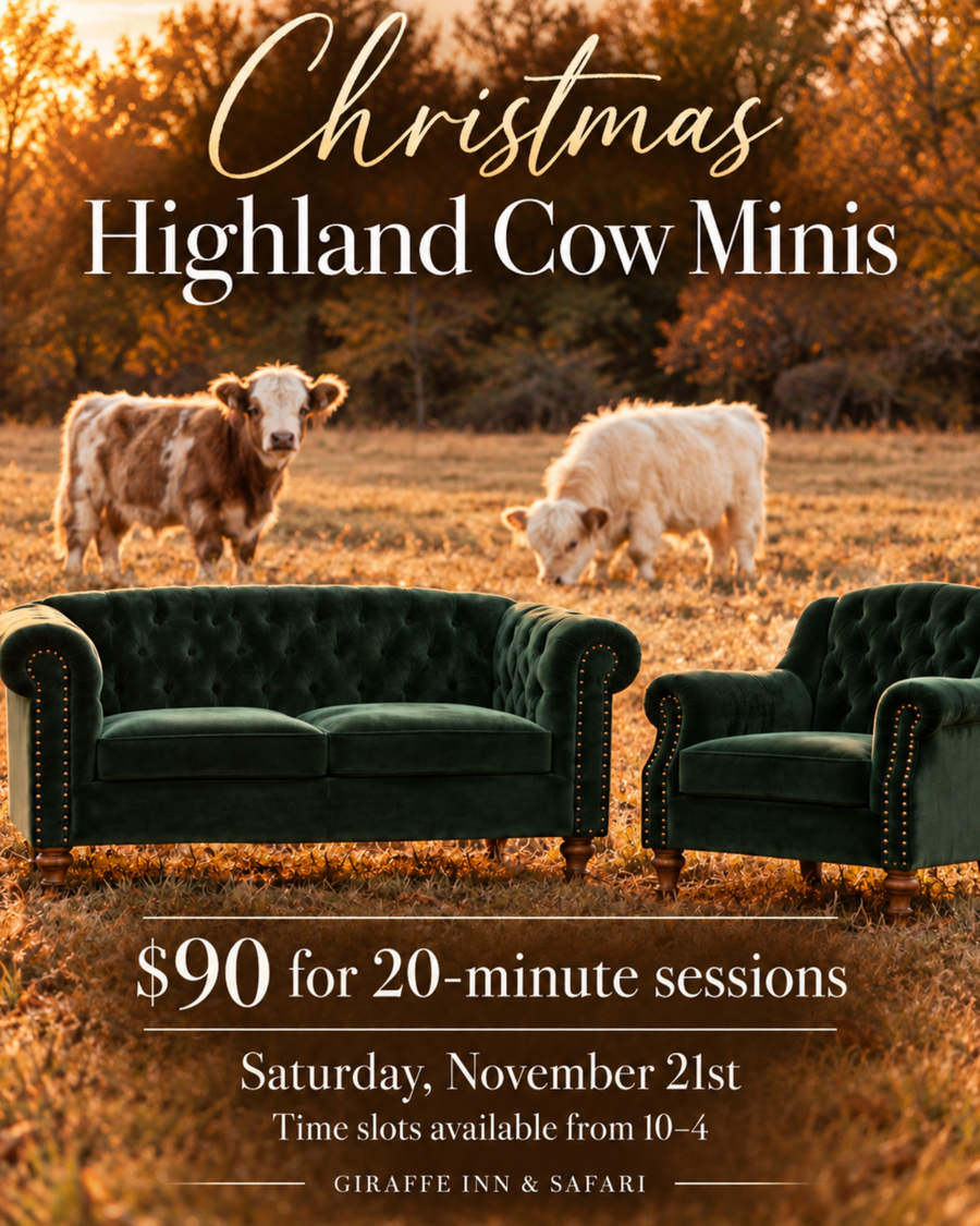 Christmas Highland Cow Minis