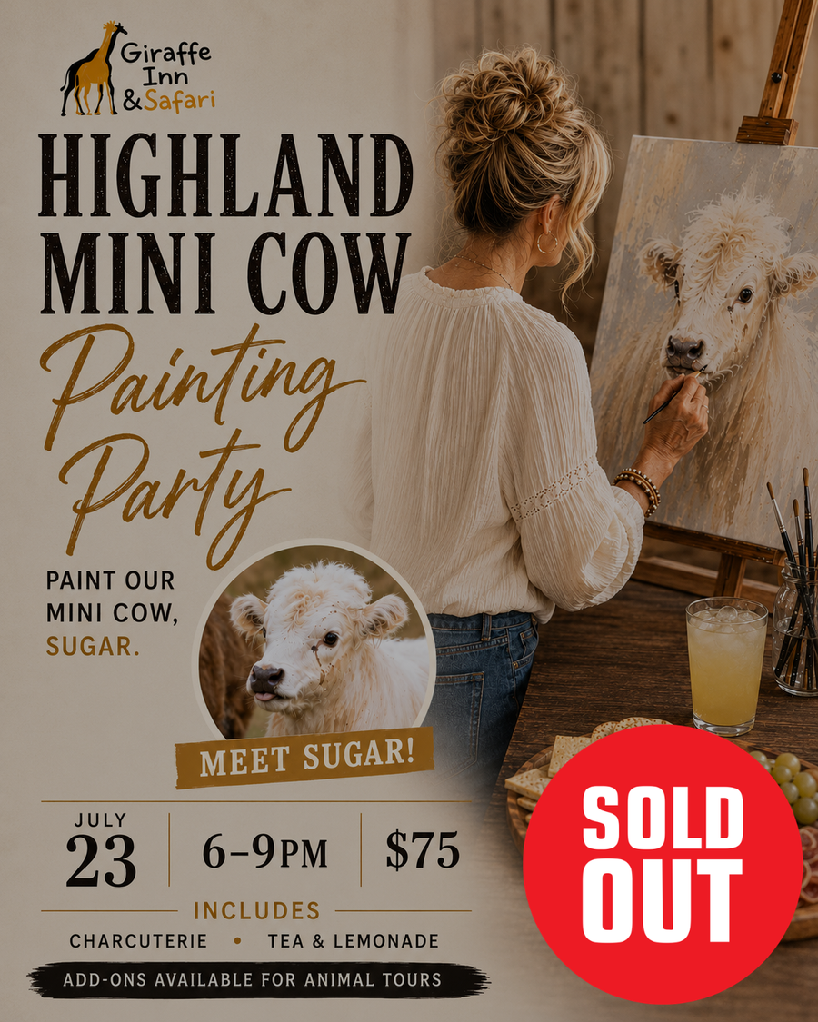 Highland Mini Cow Painting Party