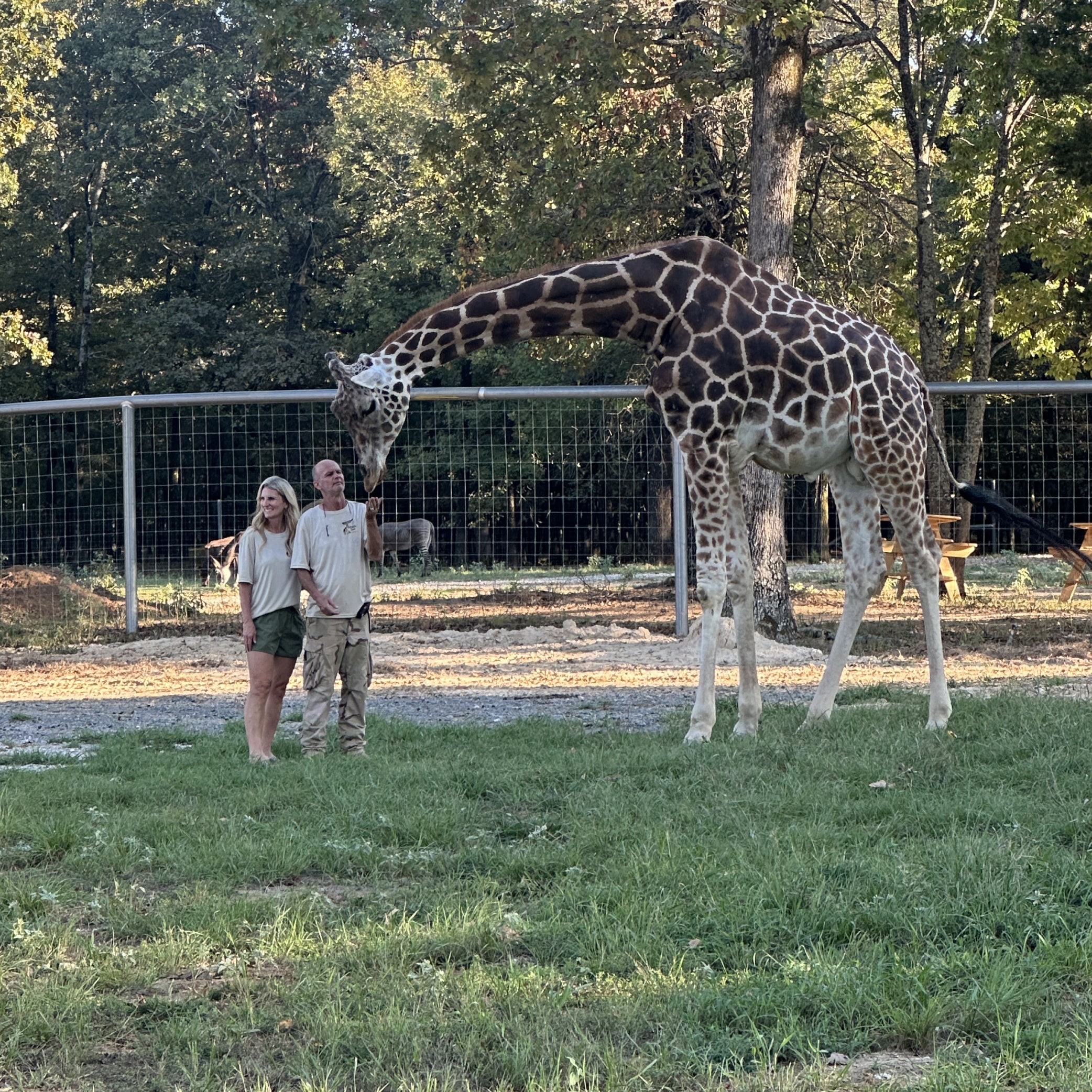 Giraffe Encounter