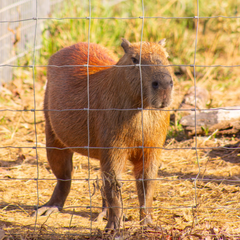 Capybara Encounter