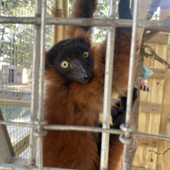 Red Ruffed Lemur Encounter