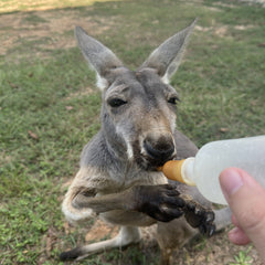 Baby Kangaroo Encounter